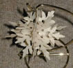 bob-Wiley-009-snowflake